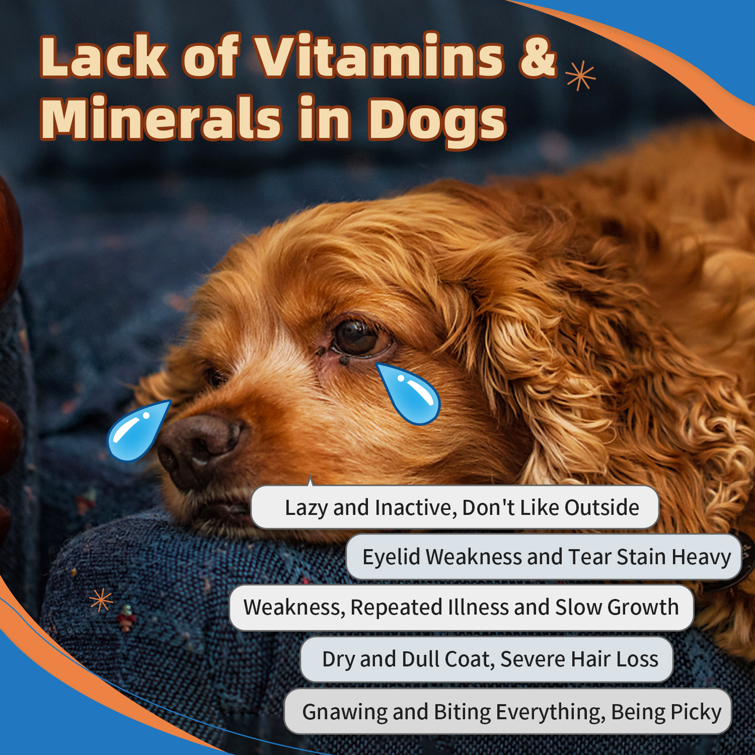 Dog Multivitamin Powder with Glucosamine, Dog Vitamins and Supplements